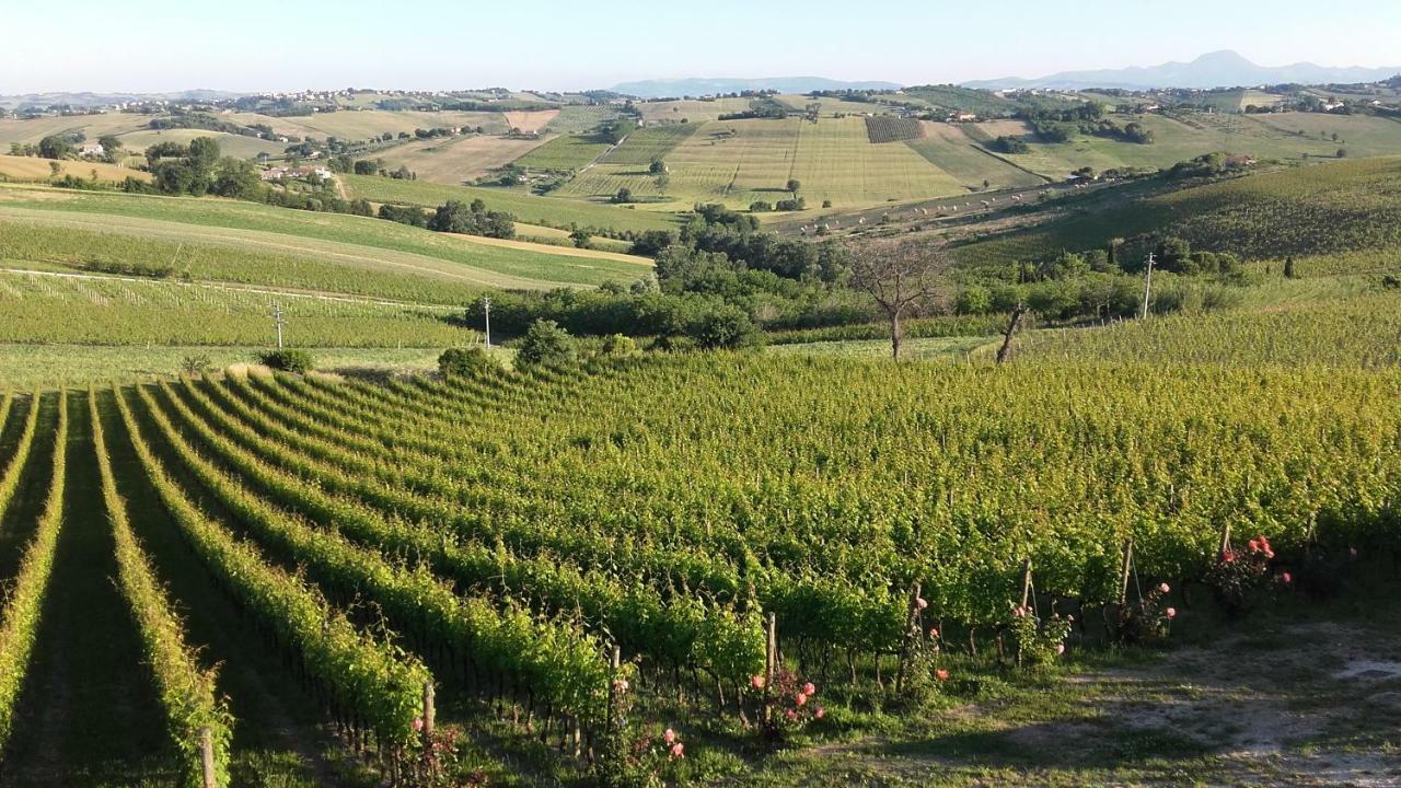 B & B Il Sicomoro Montecarotto Bagian luar foto